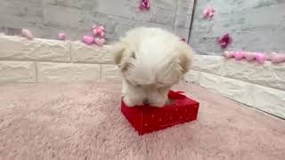 マルチーズの動画01