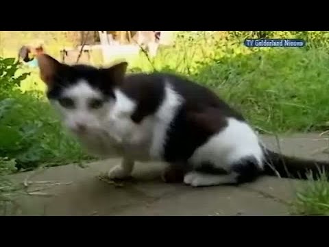 GLD Nieuws 5 augustus 2009 - Nieuws