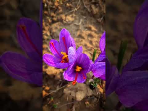 Gucci Kashmiri Saffron