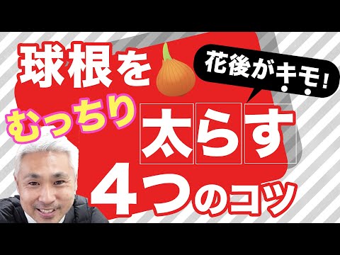 球根植物を保管することがなぜ重要なのでしょうか?アマリリスの花後の保存方法は？  庭園