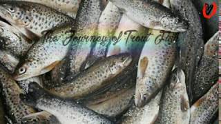 preview picture of video 'The Journey of Trout Fish'