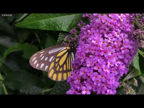 流星絹粉蝶吸取花蜜