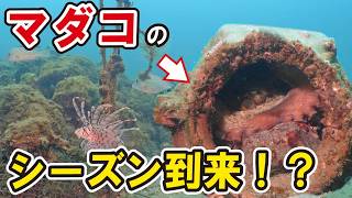 マダコのシーズン到来！？夏から秋へと変化する漁礁が面白い！