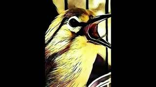 Download lagu Masteran pleci nembak Wiwit   call betina mp3 Download lagu Masteran pleci nembak Wiwit   call betina mp3