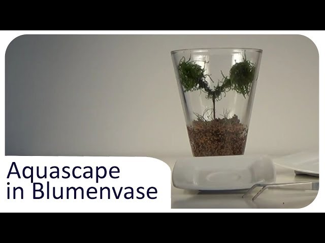 Aquascape in Vase