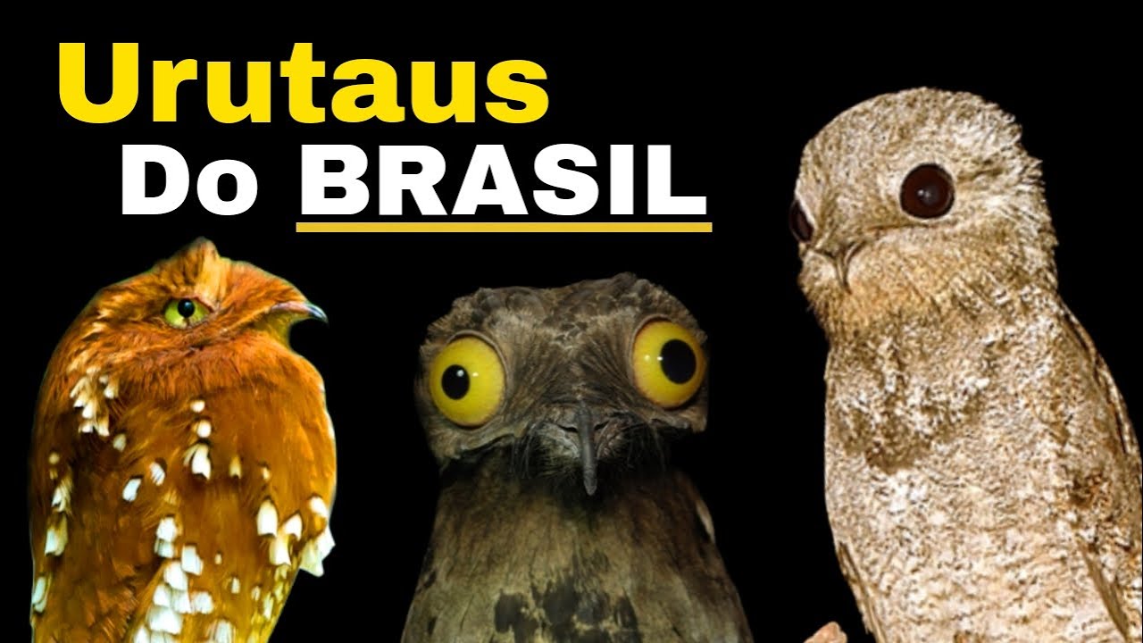 5 espécies de Urutaus Brasileiros | URUTAUS DO BRASIL | Eles possuem um olho mágico?