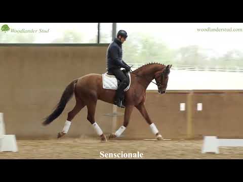 Senscionale (2019) by So Unique