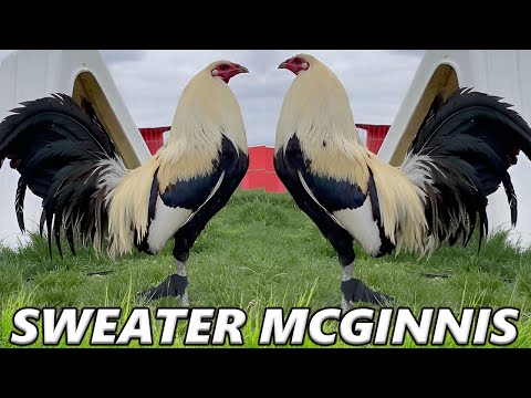 Sweater McGinnis Kelso Roundhead Joe Goode Grey RED NEWARK FARM - Beautiful Birds Farm Visit