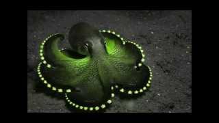 Ozric Tentacles - Rare - Jazerricy Vibricules