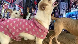 Meximutts Ring in the New Year: Goodbye 2020, Hello 2021!