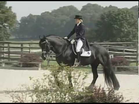 Erik 351 Friesian Dressage Stallion