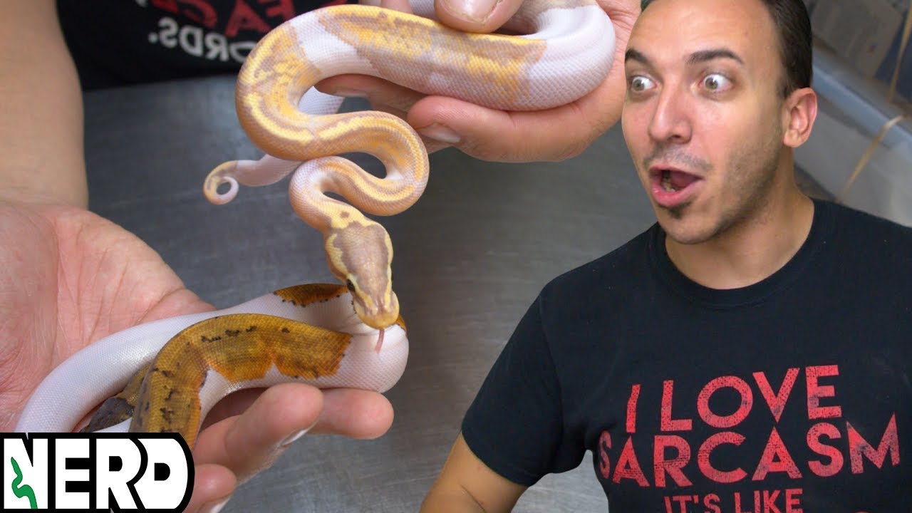 Add Spiderball Gene to Piedbald Ball Pythons?  what happens?