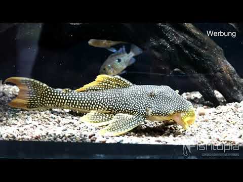 Sonnenwels L14 - Kurzinfo-