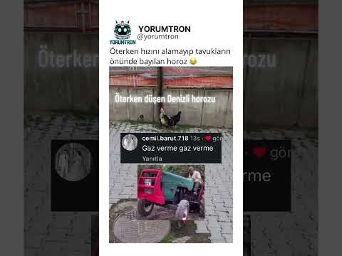 Öterken hızını alamayıp tavukların önünde bayılan horoz 😂