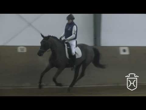 02 Holsteiner Stute von Casalito - Heraldik xx - Carthago