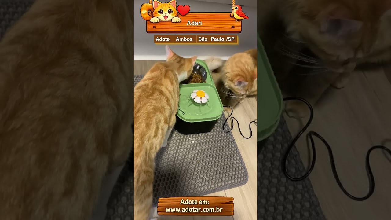 Gato raça SRD-ViraLata idade 7 a 11 meses nome Adan