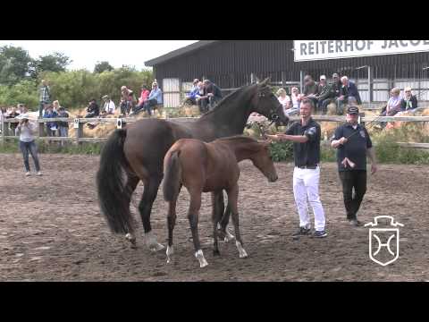 NF236 Stutfohlen von Casall   Quirado   Lord Apple Geräte HD Höchste Qualität