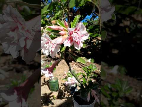 um jardim com lindas rosas do deserto #rosadodeserto #plantas #piauí #flores#jardinagem