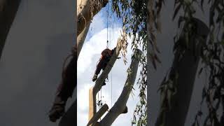 Eucalyptus Tree Removal - 3
