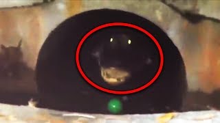 Top 15 Most Scary Videos Caught in Sewers