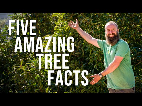 Five Amazing Tree Facts with Archie the Arborist