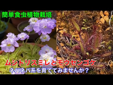 園芸 外のミニ鉢植えの食虫植物