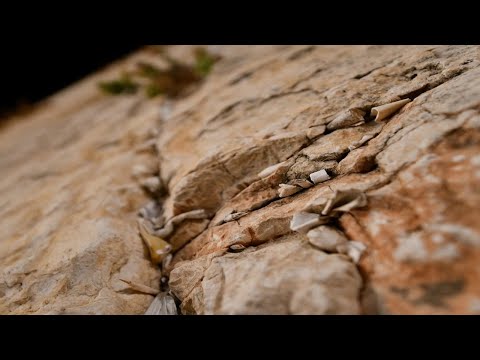 סליחות בשידור חי מהכותל המערבי לתאריך מוצאי שבת ה’ תשרי- 11.9.21