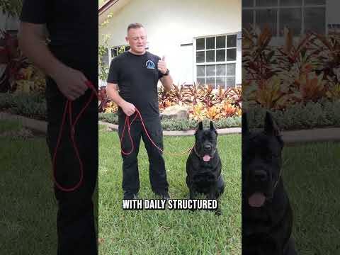 What YOU Need to Know Before Getting a Cane Corso