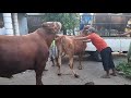 The Village Animals Buffalo And Buffalo BuLL Neachural Amejing Meeting Video