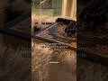 Worrying Never Solves A Problem Mufti Menk Islam Shorts Muftimenk Whatsapp Status
