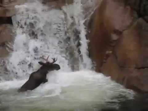 image-Is there a night ride with Moose in New Hampshire?
