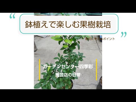 果樹に最適なマルチは何ですか?土壌に栄養を与え、豊かな収穫をもたらすための6つの最良のオプションは次のとおりです  庭園