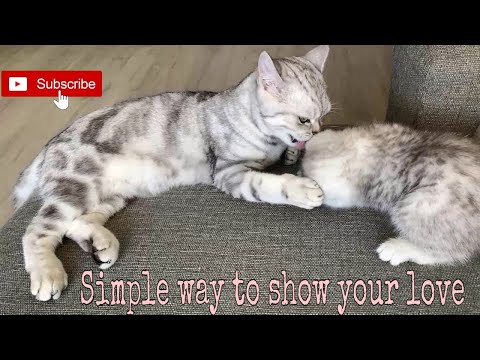 How to show your love | Lovely kitten  - British Shorthair Cat