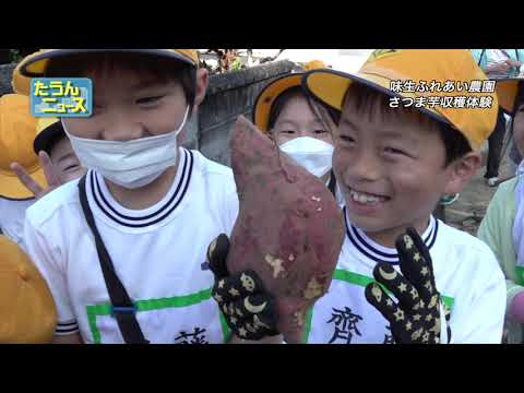 たうんニュース2023年10月「味生小学校児童 さつま芋収穫体験」