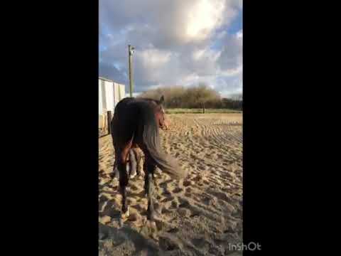 3yr old Gelding - Image 2