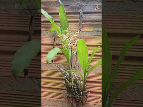 Catasetun lanciferum o lindinho de Goiás #flores #orquideas #plantas