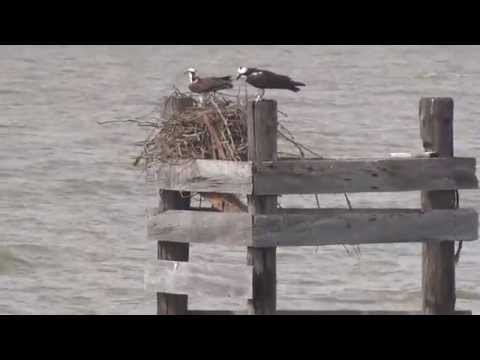 Osprey defends nest