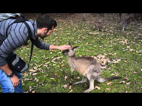 The kangaroos eat @Morisset Australia