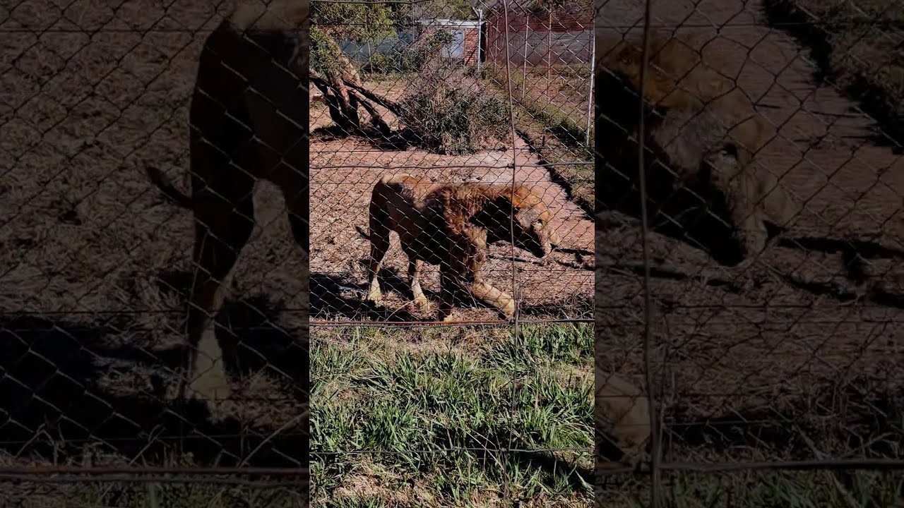Karen Trendler - What does animal sentience mean to you? part 1