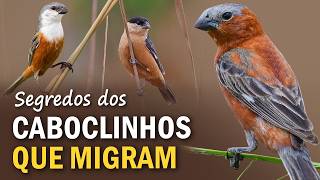 Miniatura do vídeo