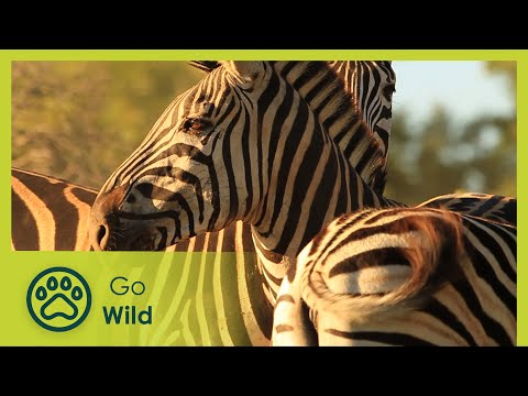 Zebra - Afrikas wilde Wunder - Go Wild
