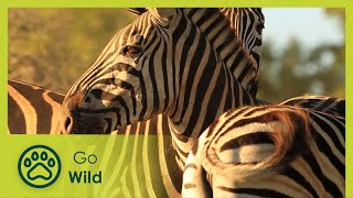 Zebra - Africa's Wild Wonders - The Secrets of Nature