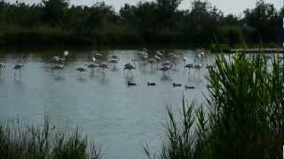 preview picture of video 'Le Parc Ornithologique de Pont de Gau mai 2012'