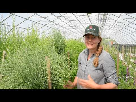 Overwinter Flowers Tunnel : Persian Cress
