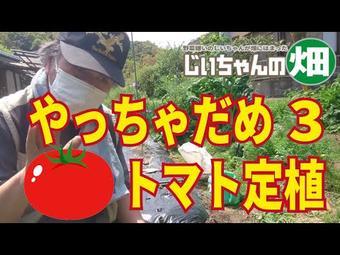 , title : 'トマトの定植。やってはいけないトマトの植え方と育て方。高畝マルチと株間、肥料と水やりについて'