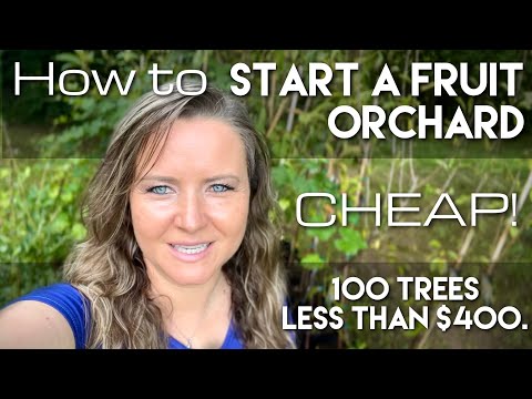 How to Start a Fruit Orchard CHEAP!