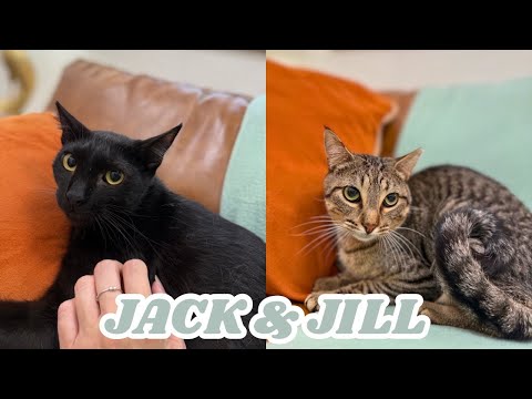 Jill Simpson, an adoptable Domestic Short Hair Mix in Friendswood, TX_image-1