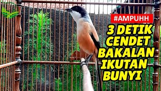 Download lagu MEWAAHHH !!! CENDET GACOR ISIAN UNIK FULL ISIAN COCOK MASTERAN mp3