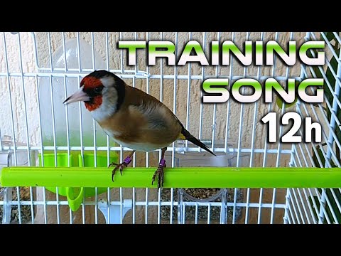 Goldfinch 12h Training Song - EXTRA