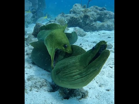 EEL BITES HIS BUDDY!